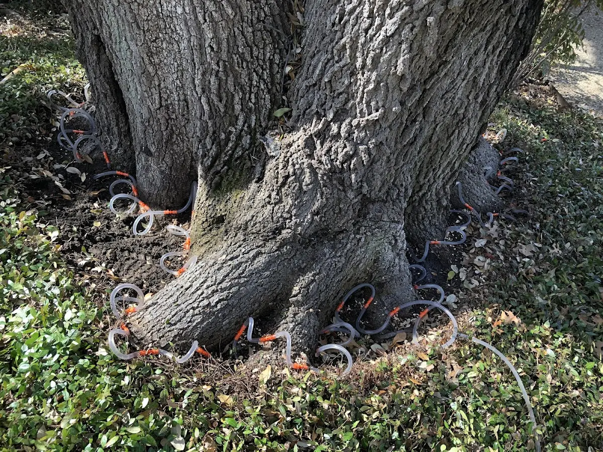 Detailed Tree Cabling and Bracing job site in Hondo