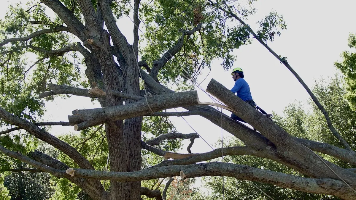 Professional Hazardous Tree Removal performed by certified arborists in Hondo