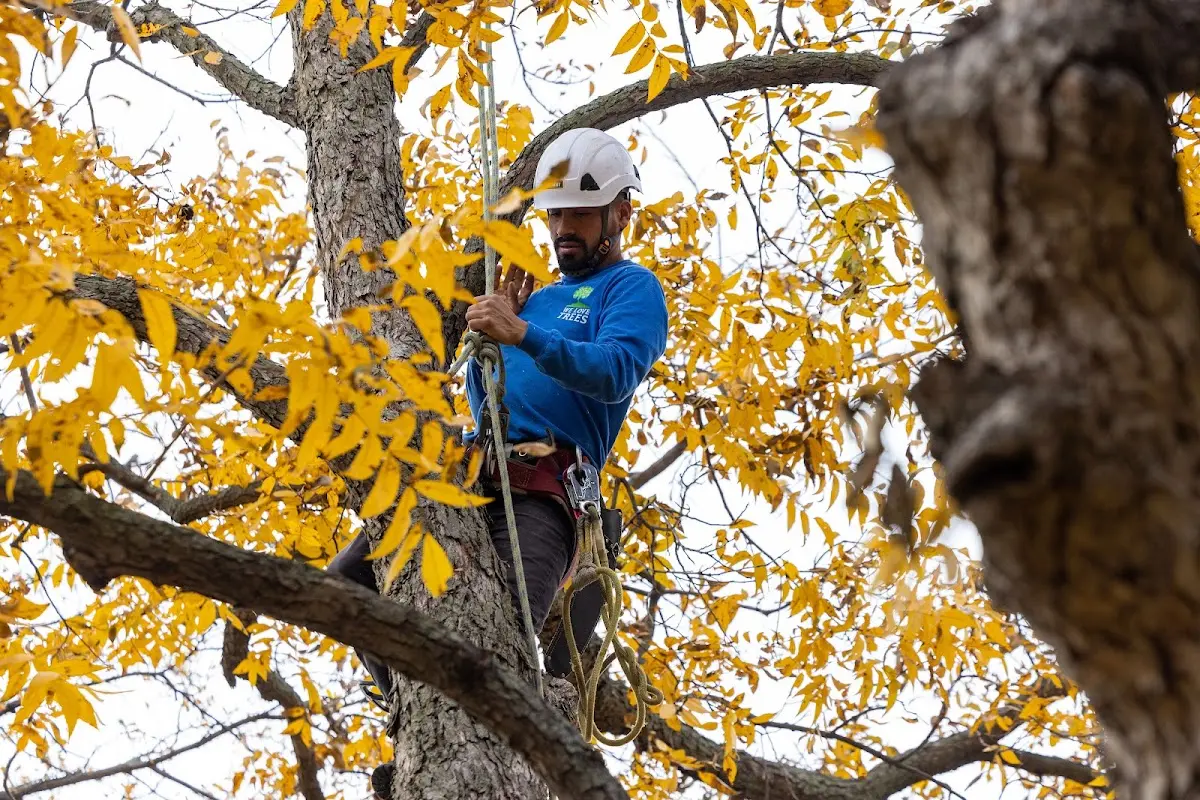 Skilled Tree Planing crew working in Hondo